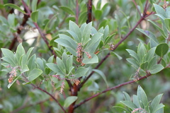 Arctostaphylos × media