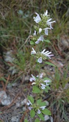 Hedeoma palmeri
