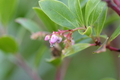 Arctostaphylos × media