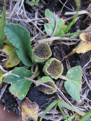 Dorstenia brasiliensis