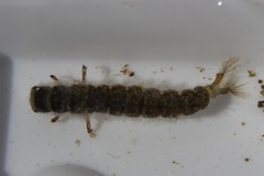 Aoteapsyche colonica