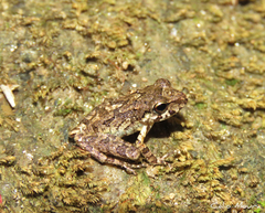 Pristimantis relictus