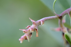 Arctostaphylos × media