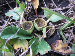Dorstenia brasiliensis