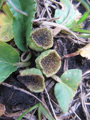 Dorstenia brasiliensis