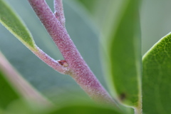 Arctostaphylos × media