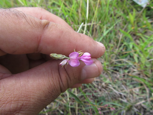 Indigofera asperifolia