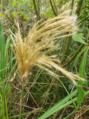 Miscanthus nepalensis