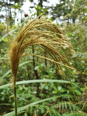 Miscanthus nepalensis