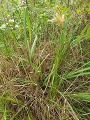 Miscanthus nepalensis