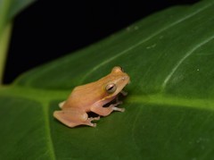 Chirixalus trilaksonoi