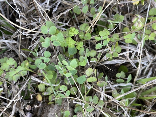 Image of Thalictrum texanum by (c) Matt Berger, some rights reserved (CC BY)