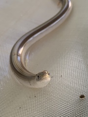 Ophiodes intermedius