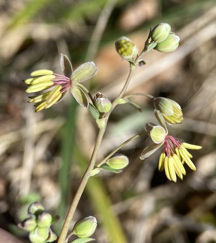 Texas Meadow-rue (Thalictrum texanum)