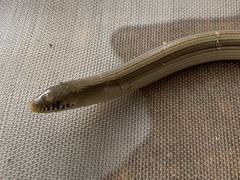 Ophiodes intermedius