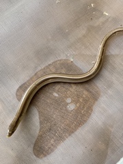 Ophiodes intermedius