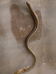 Ophiodes intermedius