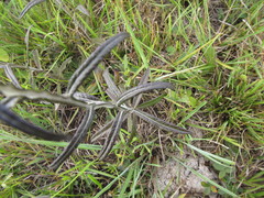 Pterocaulon cordobense