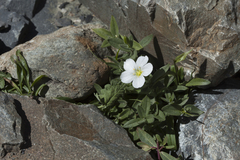 Cerastium lithospermifolium