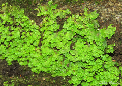 Cyathodium cavernarum