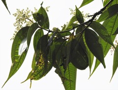 Miconia dolichorrhyncha