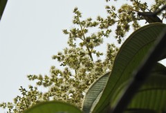 Miconia dolichorrhyncha