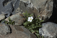 Cerastium lithospermifolium