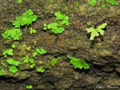 Cyathodium cavernarum
