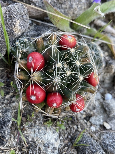 Pelecyphora missouriensis