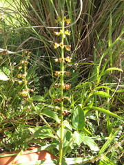 Ocimum carnosum
