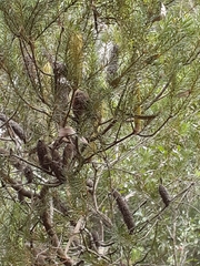 Banksia ericifolia