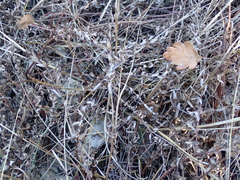 Gratiola officinalis