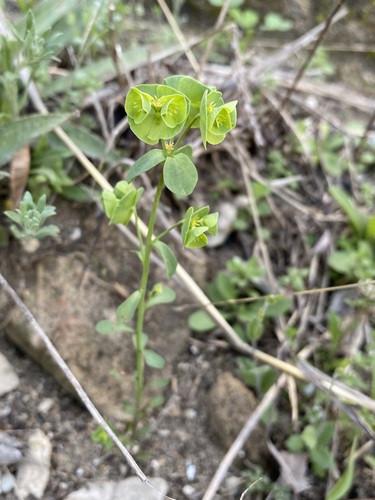 Image of Euphorbia longicruris by (c) Matt Berger, some rights reserved (CC BY)