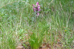 Pedicularis rubens