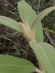 Astrotricha floccosa