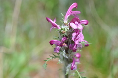 Pedicularis rubens