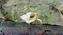 Microporellus obovatus