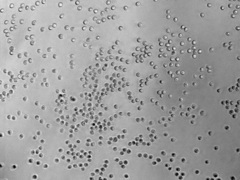 Microporellus obovatus