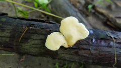 Microporellus obovatus