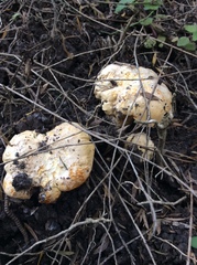 Gloeocantharellus