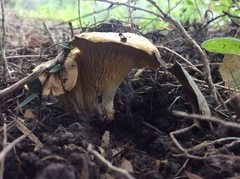 Gloeocantharellus