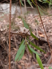 Hakea salicifolia
