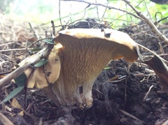 Gloeocantharellus