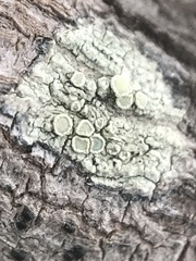 Lecanora confusa