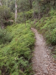 Gleichenia dicarpa