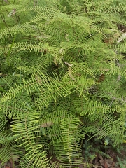 Gleichenia dicarpa
