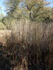 Schoenoplectus lacustris