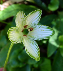 Parnassia grandifolia