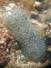 Eudistoma