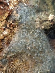 Eudistoma